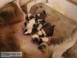 CKC Collie Puppies