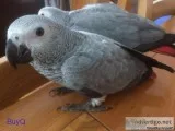 Beautiful pair of African Grey Baby