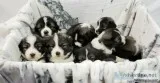Caucasian Shepherd puppies