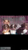 Adorable Puppies