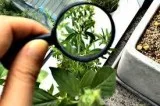 Msc Botany Courses