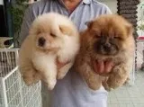 Chow Chow Puppy for sale