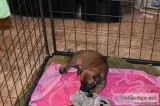 AKC Belgium Malinois