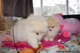 Two Awesome T-Cup Pomeranian Puppies