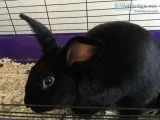 Mixed Rabbit Needs Home