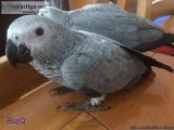 Pair Of African Greys