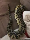 Kaa-ball python