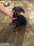 Doberman Puppies