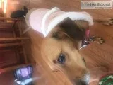 Adorable house broken dog to good home