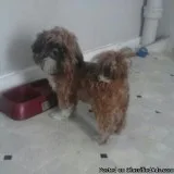 shih tzu ( male)