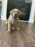 4mth Cane Corso formentino Italian mastiff