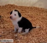 Border collie puppies