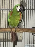 Severe Macaw Male