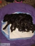 Boykin Pups for Sale