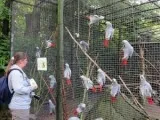 African Grey Parrots