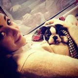 Boston terrier puppies for sale 