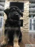 5 German Shepherd Pups for Sale