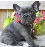 outstanding Blue French Bulldog puppies available