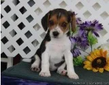 Charming Beagle Pups