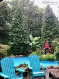 Thuja Green Giants