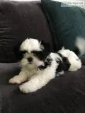 Shih Tzu puppy for sale.