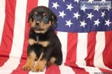 Bella Female Rottweiler
