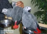 Adorable Tame African Grey Parrots for Sale