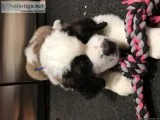St. Bernard