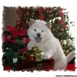 Beautiful chow puppies available for adoption