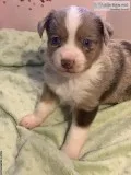 Toy Australian shepards