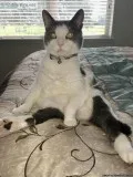 Free Cat