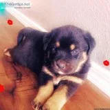 2 RottweilerPitbull mix breed puppies for sale
