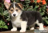 Pembroke Welsh Corgi  Pups
