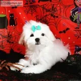 Maltees Pup For Sale