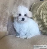 Male Malti-Poo Puppy