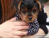 Cute Yorkie puppies for sale