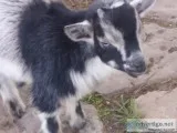 Nigerian pygmy blue eyed boy