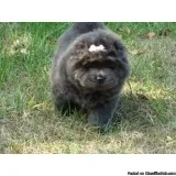 CHOW CHOW PUPPY AKC REGISTERED FEMALE