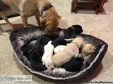 AKC Pointing Labradors