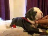 English Bulldogs &mdash&gt 2 boys 2 girls