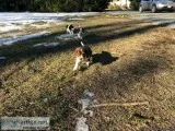 Pure Bred Beagles