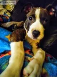 American bully