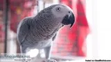 African Grey Parrot