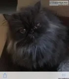 Beautiful rare chocolate Persian