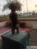 Black female toy poodle  with AKC papers
