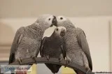 Breeding Pair Of African Grey Parrots