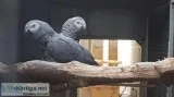 African grey parrot for sale 