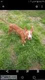 American Pitbull Up for Stud