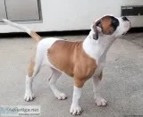 Female American Bulldog Puppy