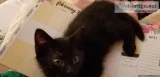 MEET VANDERBILT